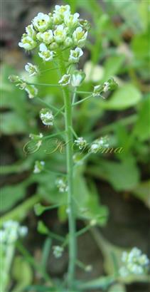  Inflorescence